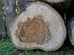 IMG_5637 - Copy.JPG