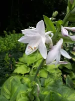 20200804_131124.jpg