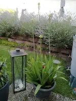 2020-08-08 11.26.37.webp