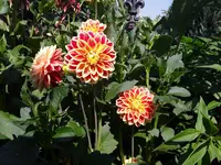 20200808_120253.webp