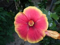 P1010448.webp