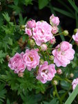 P1010532Rosa Beetröschen.JPG