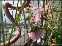 c048.webp