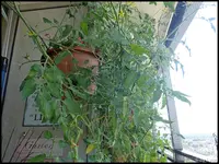 c050.webp