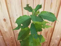 2020-08-08 16.24.42.webp
