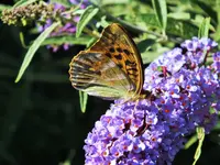 DSCF4008 (2).webp