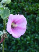 P1010508Stockrose.webp