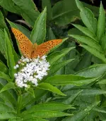 IMG_20200807_160819.webp