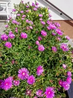 IMG_20200802_094556.webp