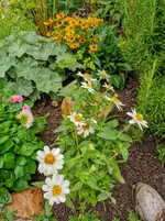 IMG_20200803_103040.webp