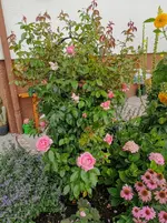 IMG_20200804_172809.webp