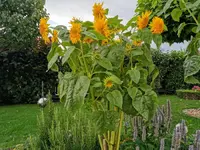 IMG_20200804_173745.webp