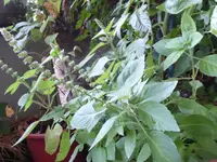 P1010557.webp