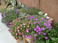 DSC05334 (2).webp