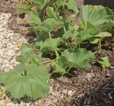 Melone3a.webp