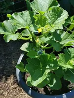 Melone1a.webp