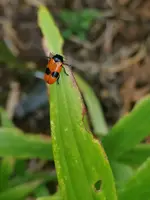 Marienköfer.webp