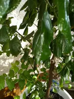 IMG_20200811_160830.webp