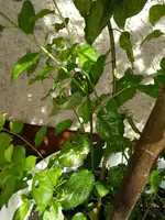 IMG_20200811_160848.webp
