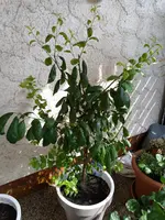 IMG_20200811_160728.webp