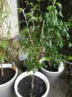 IMG_20200811_183751.webp