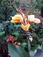 20200812_060603.webp
