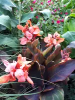 20200812_060539.webp