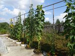 k-DSC03273.JPG