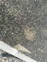 IMG_20200813_090620.webp