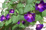SAM_0037.JPG