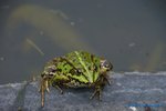 comp_DSC09322.jpg