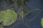 comp_DSC09326.jpg