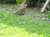 DSC01196.JPG