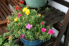 Terasse    2520.webp