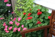 Terasse    2920.webp
