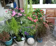 Terasse    3120.webp