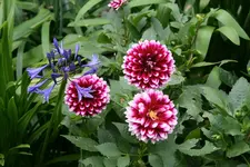 Terasse    3320.webp