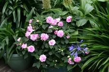 Terasse    3420.webp