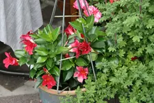 Terasse    3720.webp