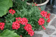 Terasse    3920.webp