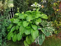 IMG_20200809_181227.webp