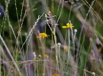 image001.webp