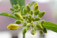 knospen.jpg