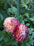 20200810_192030.jpg
