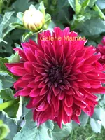 IMG_0566(Edited).webp