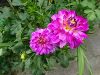 DSC01223.webp