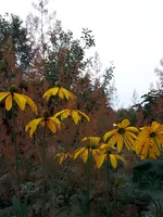20200810_192130.webp