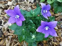 Garten 2020 (6350).webp