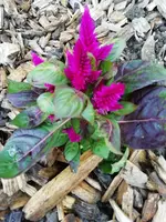 Garten 2020 (6355).webp