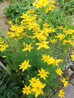 Garten 2020 (5693).webp